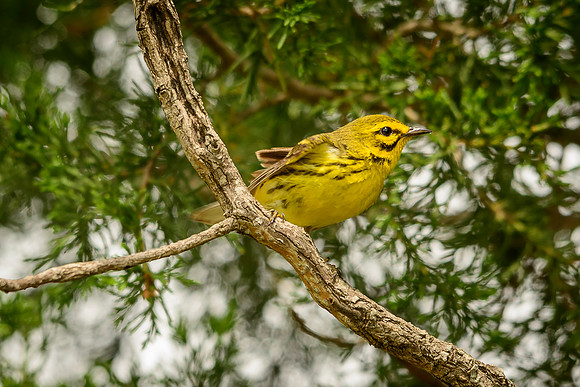 Prairie Warbler