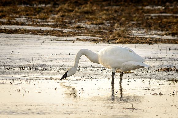 Tundra Swan