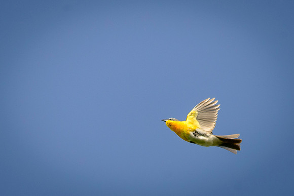 Yellow-breasted Chat