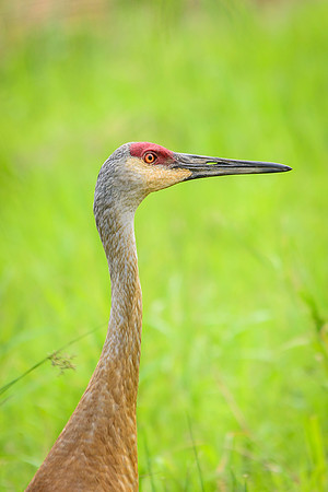 Female Sandhill Crane