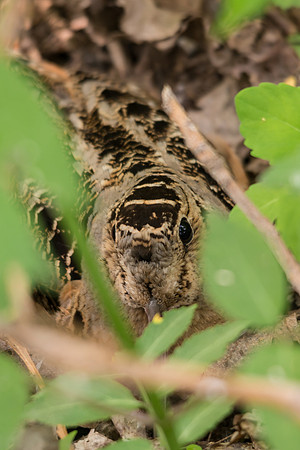 American Woodcock