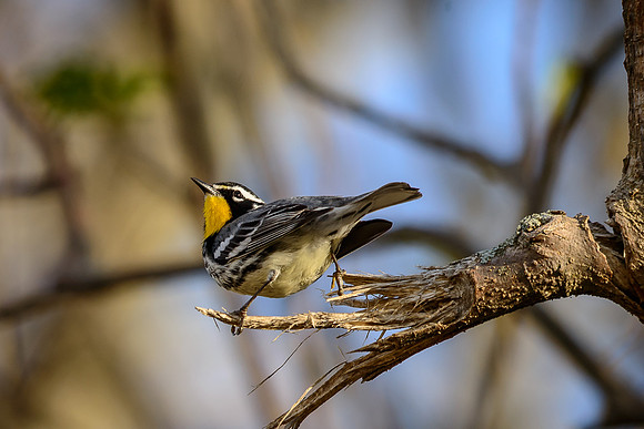 Yellow-throated Warbler