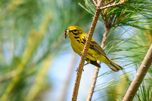 Prairie Warbler