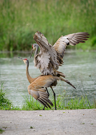 Sandhill Crane Pair