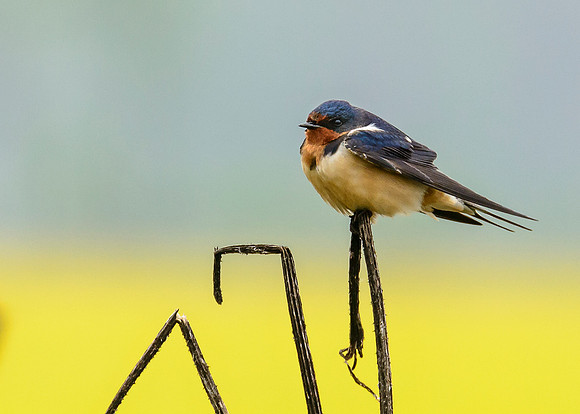 Barn Swallow