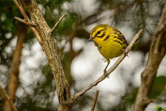 Prairie Warbler
