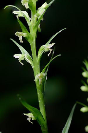 Northern Tubercled Orchid