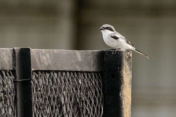 Loggerhead Shrike