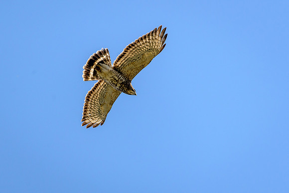 Broad-winged Hawk
