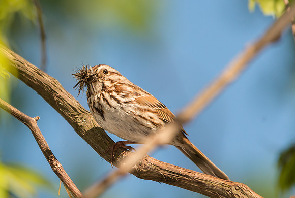 Song Sparrow