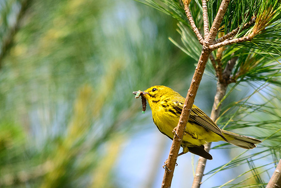 Prairie Warbler
