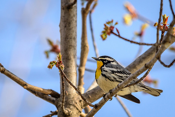 Yellow-throated Warbler