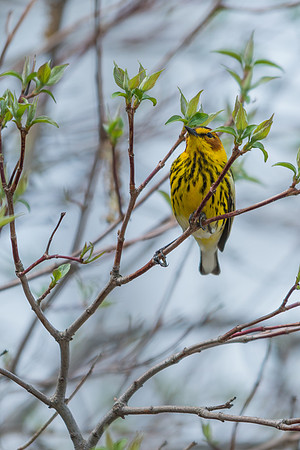 Cape May Warbler