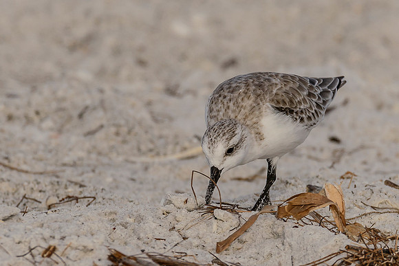 Sanderling