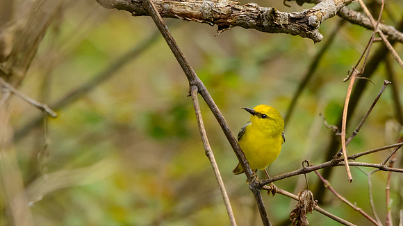 Blue-winged Warbler