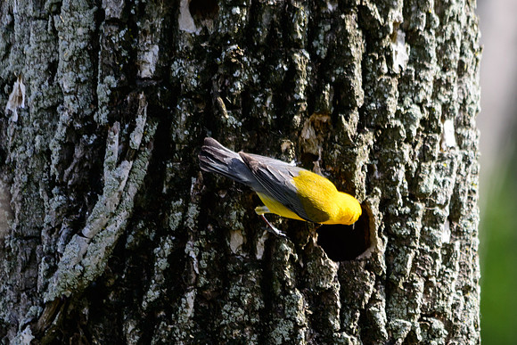 Prothonotary Warbler