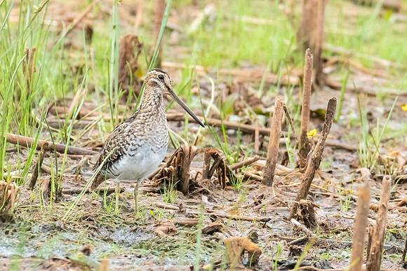Wilson's Snipe
