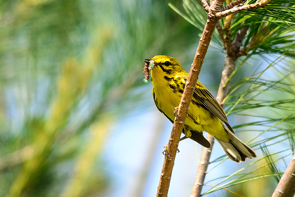 Prairie Warbler