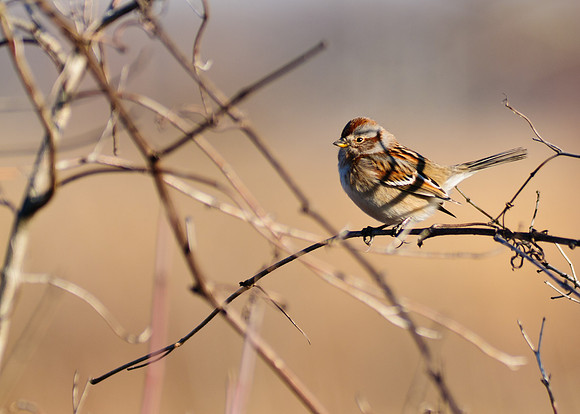 American Tree Sparrow