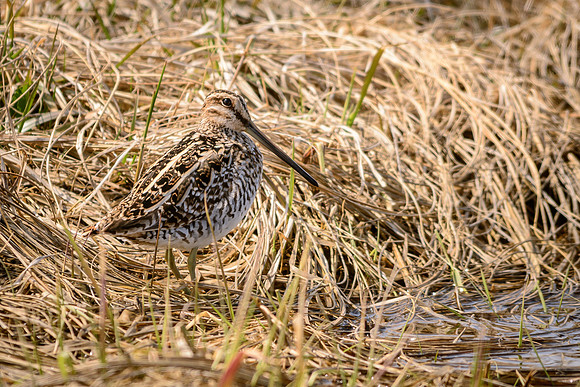 Wilson's Snipe, Killdeer Plains Wildlife Area, Meeker, Ohio