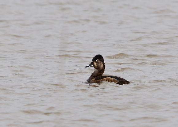 Female Ring Neck Duck; Big Island Wildlife Area, Marion Ohio