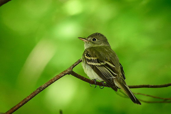 Acadian Flycatcher; Lawrence Woods, Kenton OH