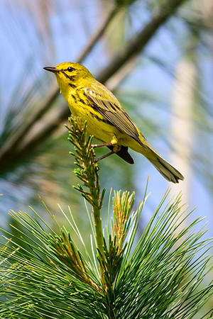 Prairie Warbler