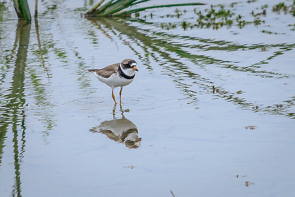 Semipalmated Plover