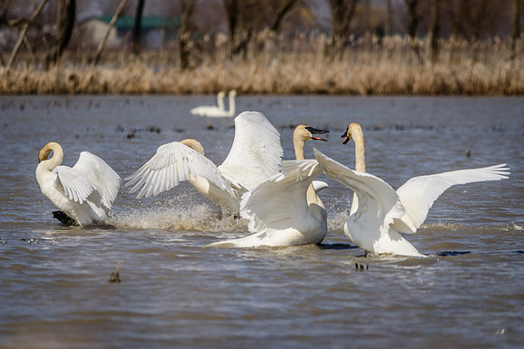 Trumpeter Swans Battle Royal!