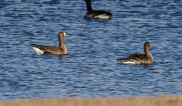 Greater White-fronted Geese
