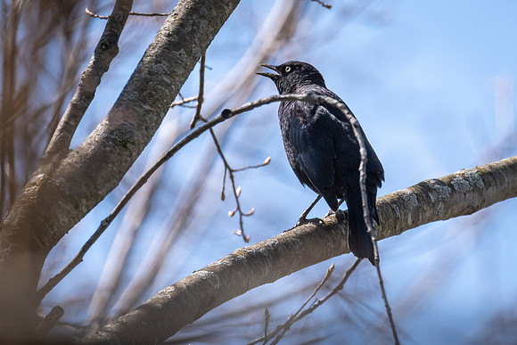 Rusty Blackbird