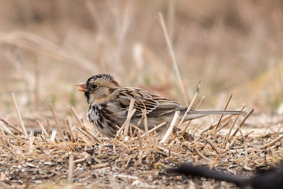 Harris's Sparrow