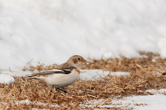 Snow Bunting