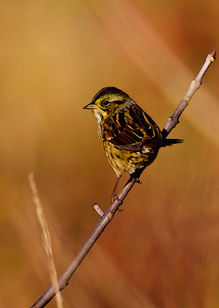 Savannah Sparrow
