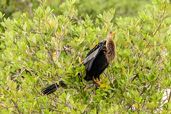 Anhinga