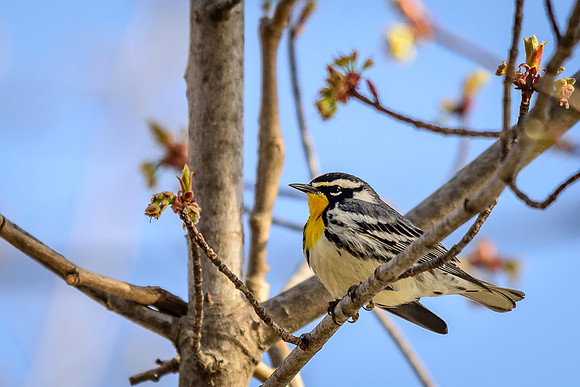 Yellow-throated Warbler