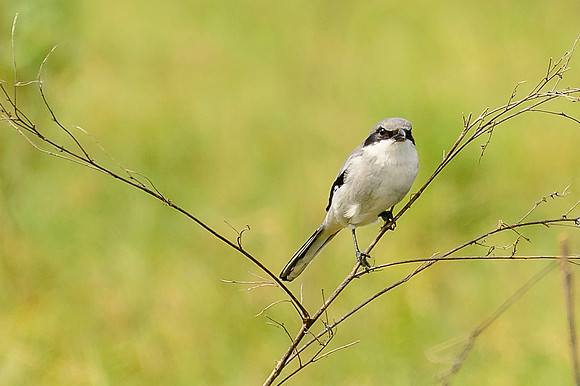 Loggerhead Shrike