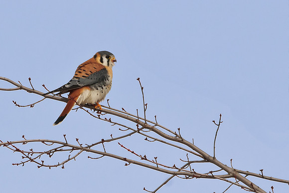 American Kestrel