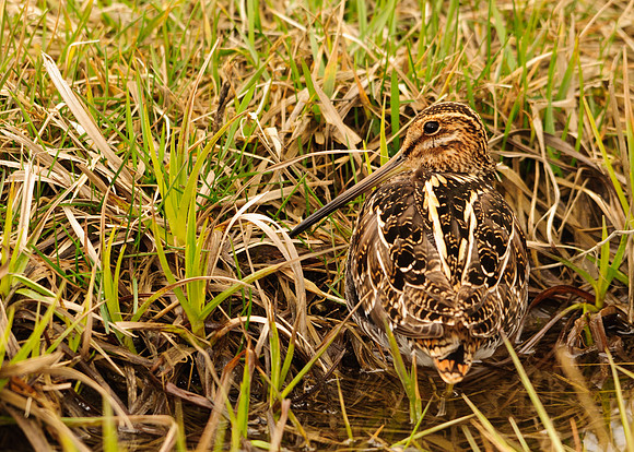 Wilson's Snipe, Killdeer Plains Wildlife Area, Meeker, Ohio