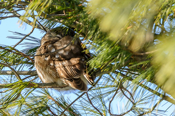 Northern Saw-whet Owl