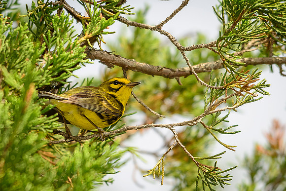 Prairie Warbler