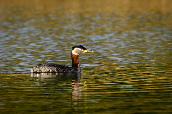 Red-necked Grebe