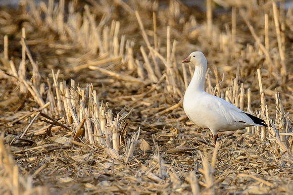 Ross's Goose