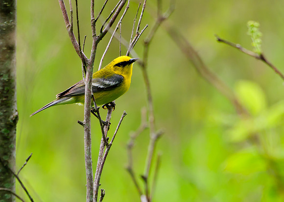 Blue-winged Warbler; Lawrence Woods, Kenton OH