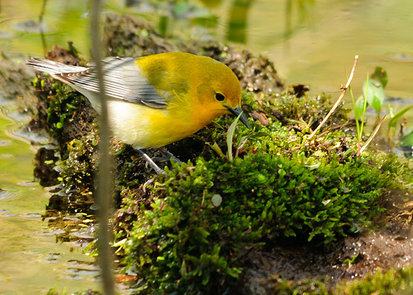 Prothonotary Warbler; Lawrence Woods, Kenton  OH