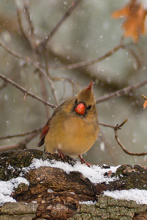 Northern Cardinal; Female