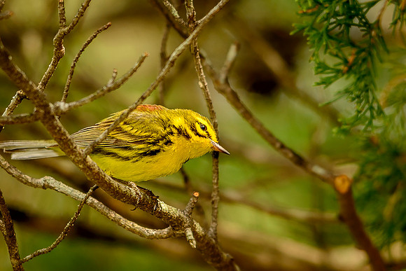 Prairie Warbler