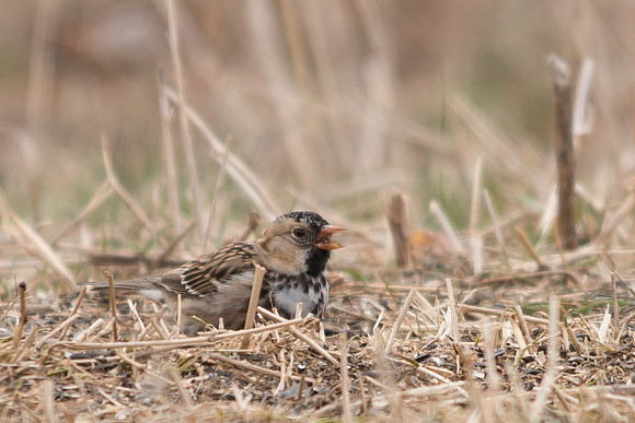 Harris's Sparrow