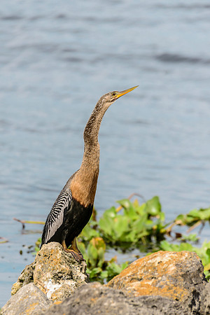 Anhinga