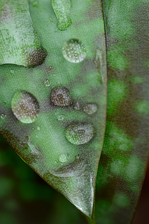 Trout Lilly Leaf